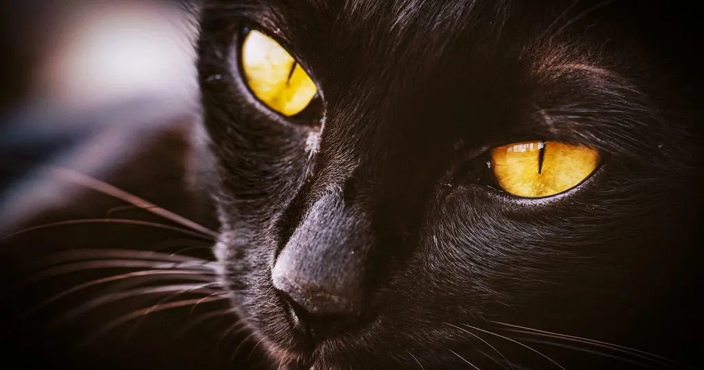 regali per gatti speciali