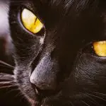regali per gatti speciali