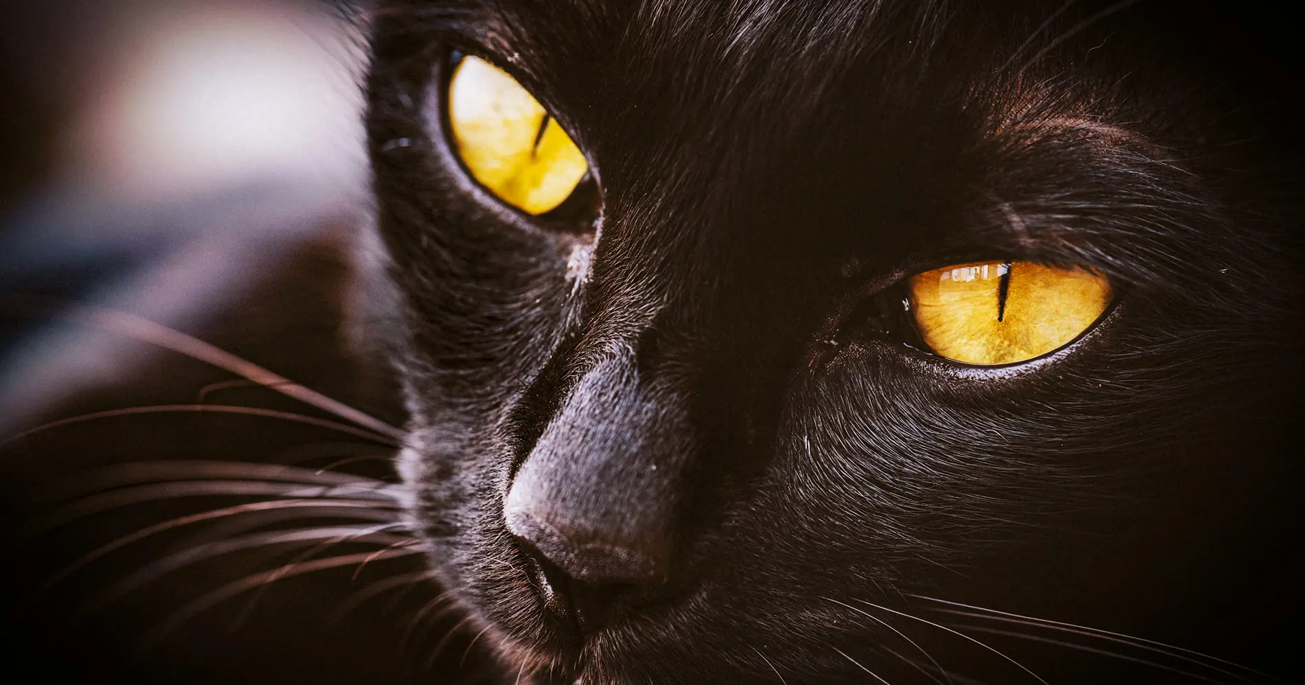 regali per gatti speciali