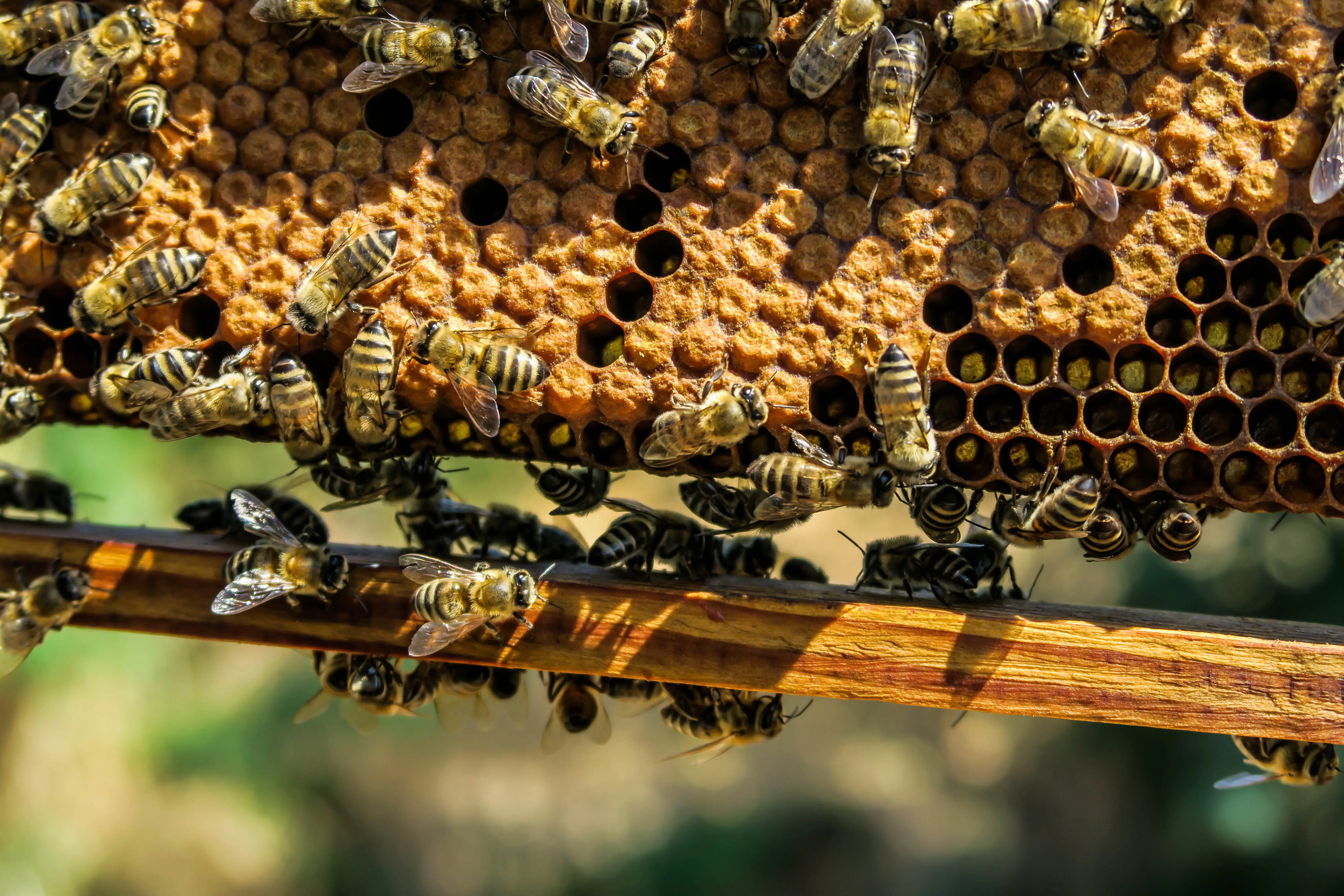 L’adozione di un alveare 3Bee come idea regalo. Un gesto originale che fa bene anche all’ambiente 2 3Bee_Adotta un alveare (2)
