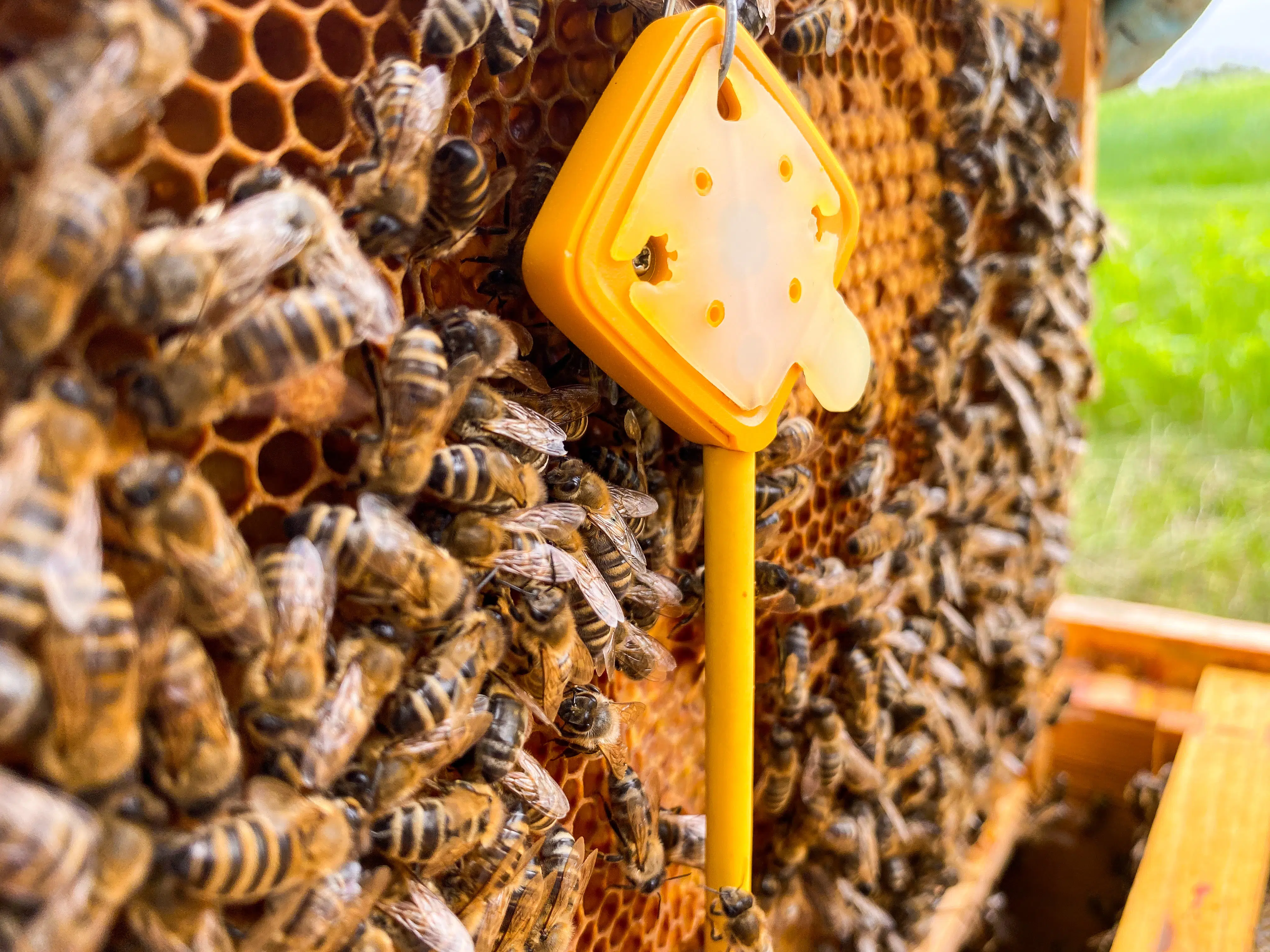 L’adozione di un alveare 3Bee come idea regalo. Un gesto originale che fa bene anche all’ambiente 1 3Bee_Hive Tech_Credits Simon Dötsch