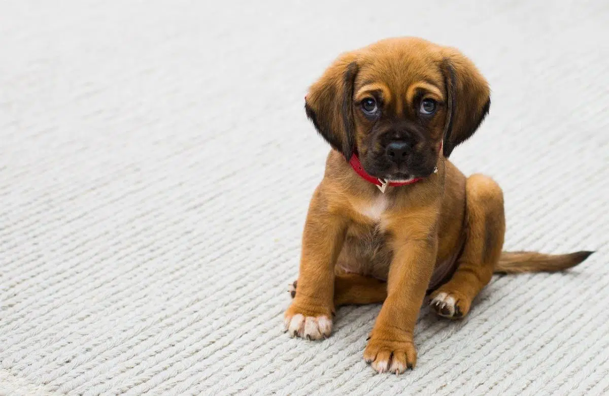 Pet Shop online Nature Pet Shop: fai un regalo al tuo cucciolo! 1 pet-cucciolo