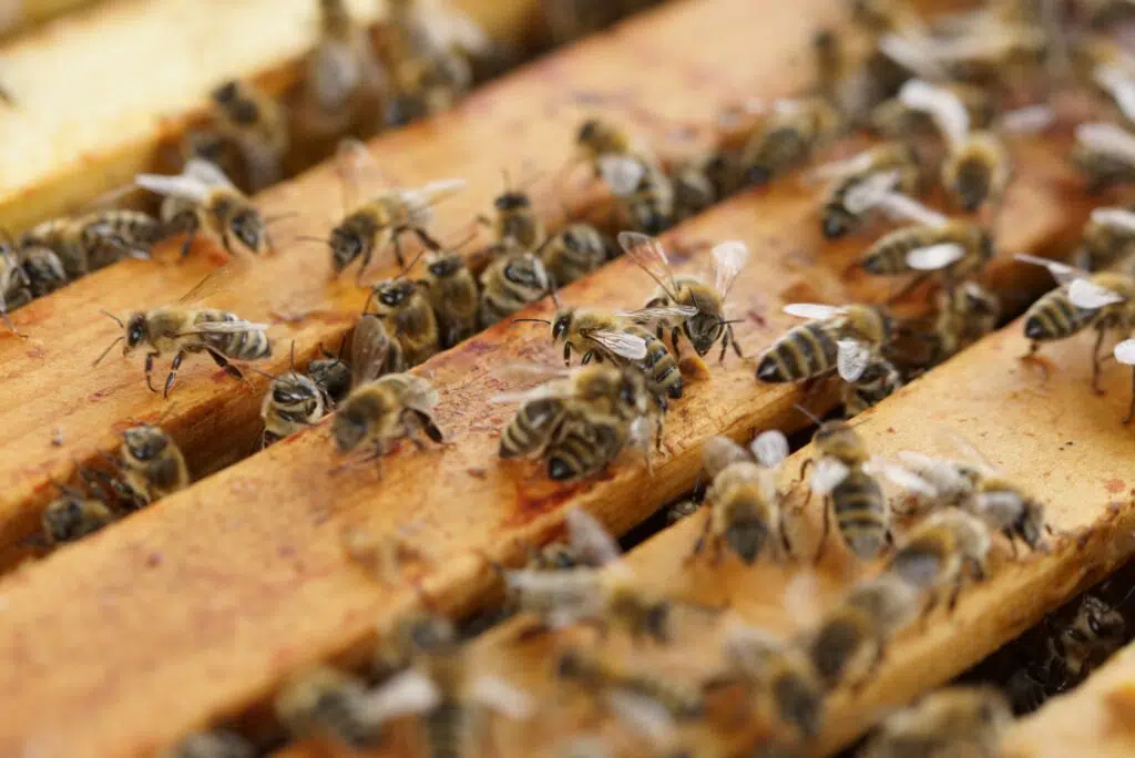 Il regalo che sostiene la natura: un alveare 3Bee 3 Adotta un Alveare 3Bee