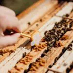 3Bee Hive Tech Credits Marian Holub