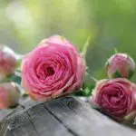 roses