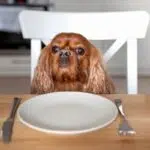Come prevenire allergie in cani e gatti attraverso lalimentazione