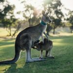 australia canguri