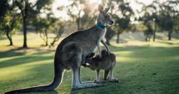 australia-canguri